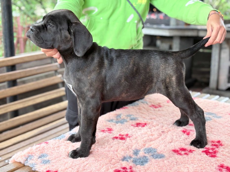 Питомник предлагает щенков Кане корсо