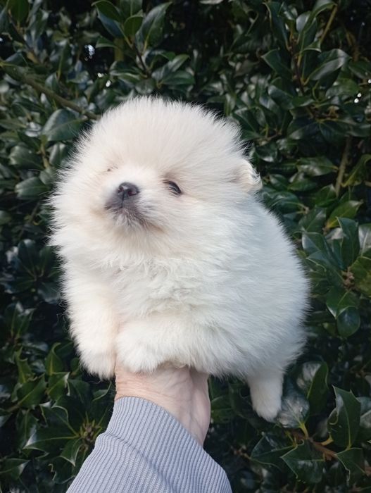 Lulu da Pomerânia miniatura