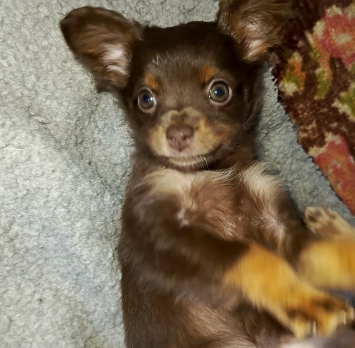 Мініатюрна Дюймовочка)