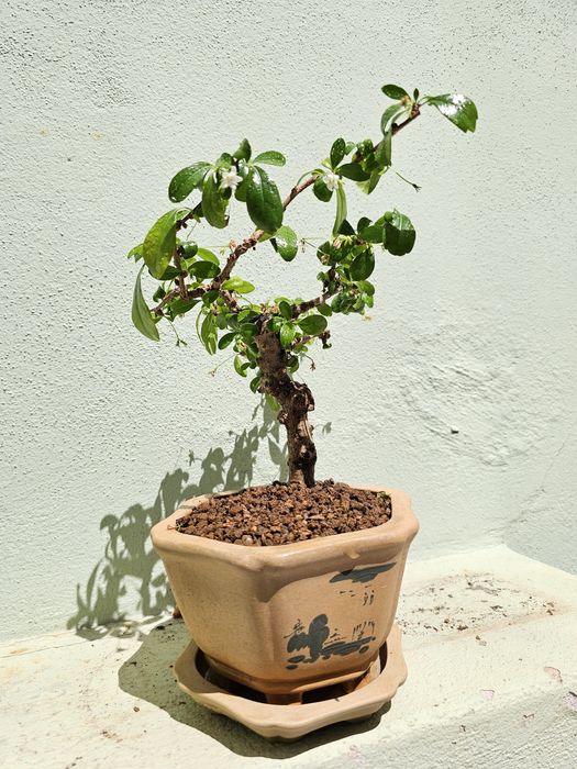 Fukien Tea BONSAI tree (planta natural)