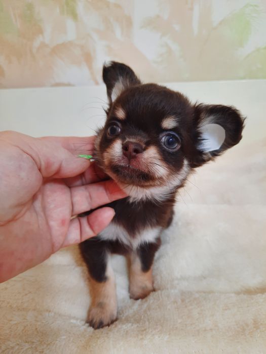 Шоколадно-подпалый мальчик