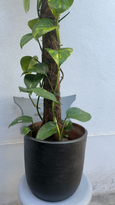 Planta jiboia | Epipremnum aureus.
