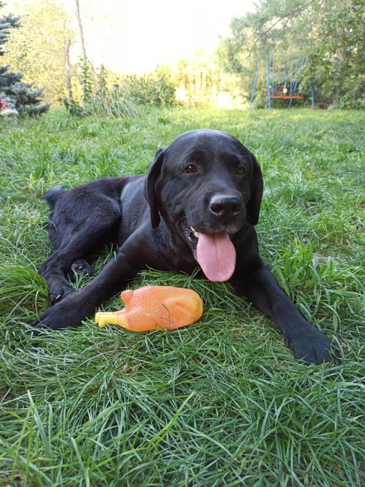 Ищет невесту культурный лабрадор