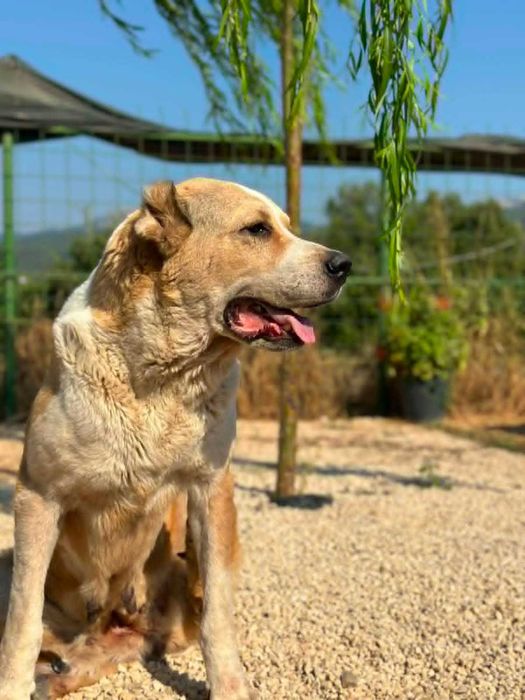 Pati - owczarek azjatycki, suka do adopcji