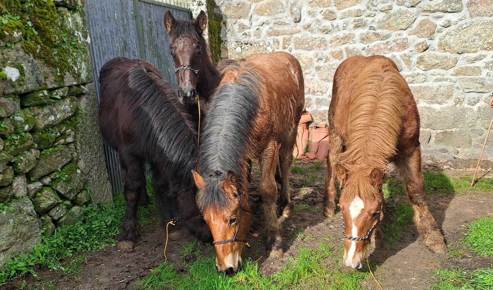 Poldros breton de 2025