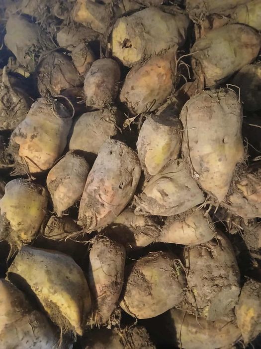 Sprzedam buraki pastewne