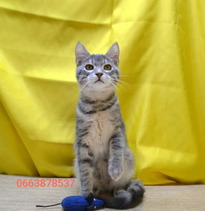 красавец Смоки ищет дом и семью!