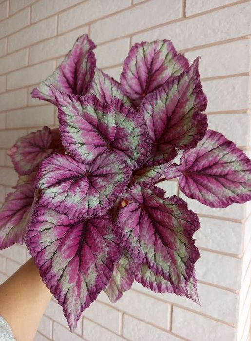 Бегонія сортові дітки