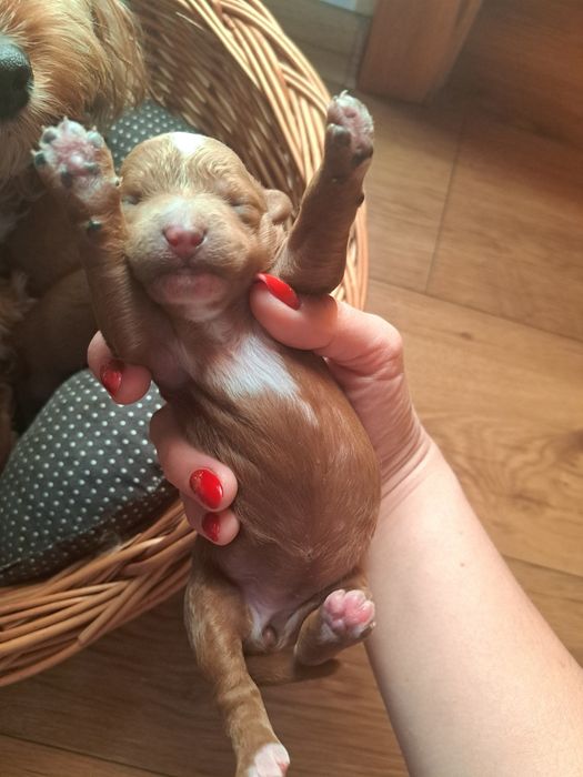 Cavapoo suczka rodowód  chip