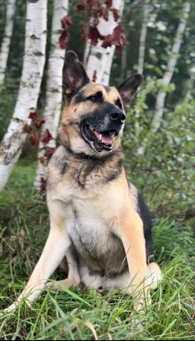 Do adopcji samiec w typie owczarka niemieckiego