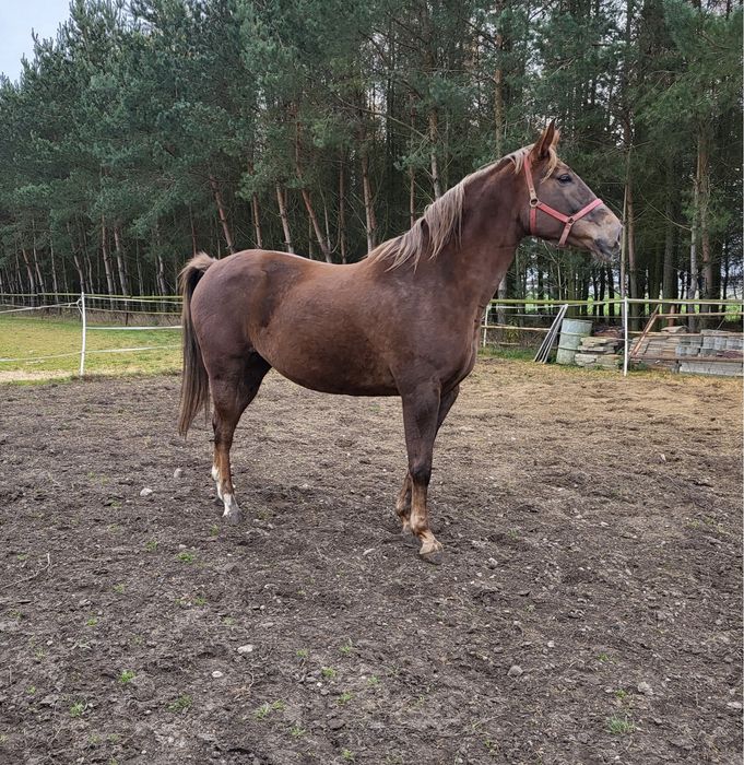 Sprzedam klacz wlkp/sp