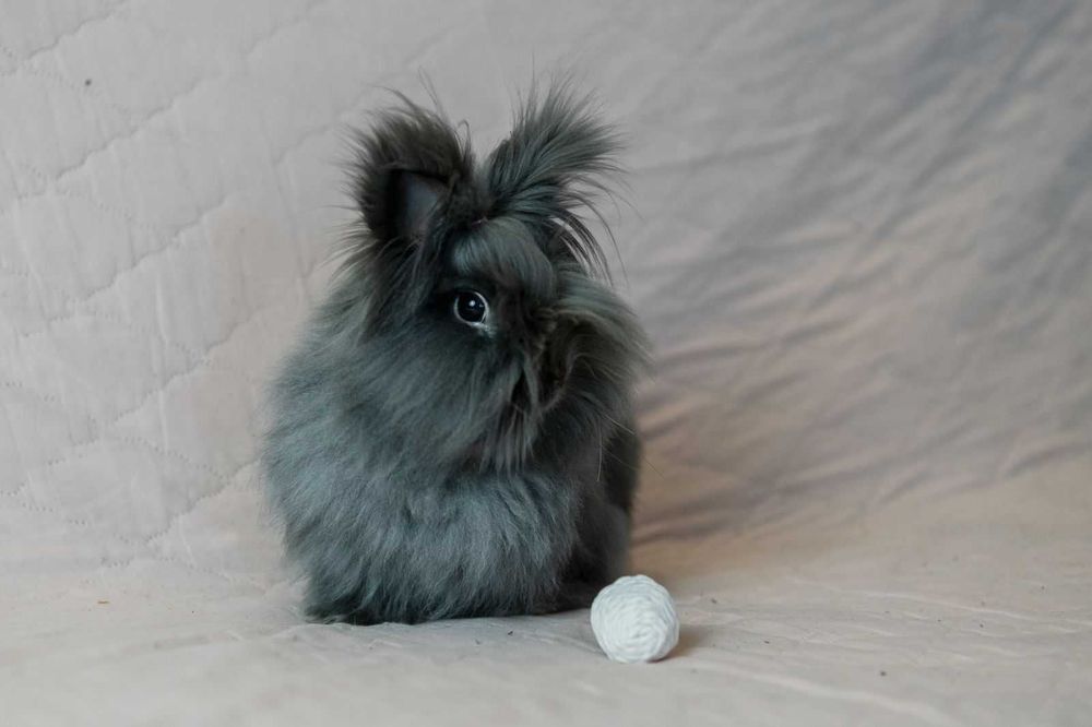 uroczy króliczek do adopcji sie poleca