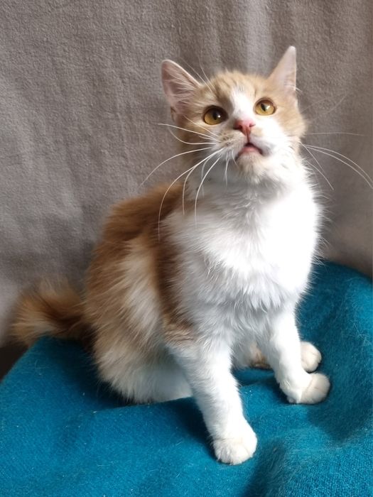 Cudny Kajtuś do adopcji
