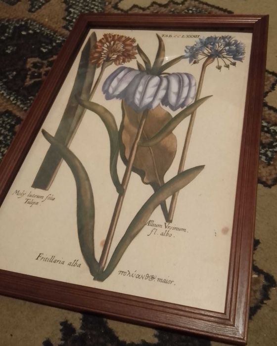 Kwiaty 1620 r. - Zielnik  reprint XVII w. grafik