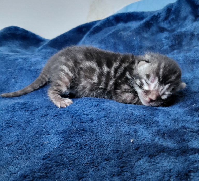 Węglowa kotka Silver charcoal srebrna rodowód