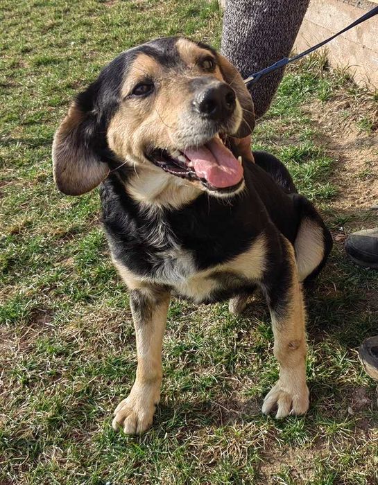 Piesek do adopcji TOSIEK