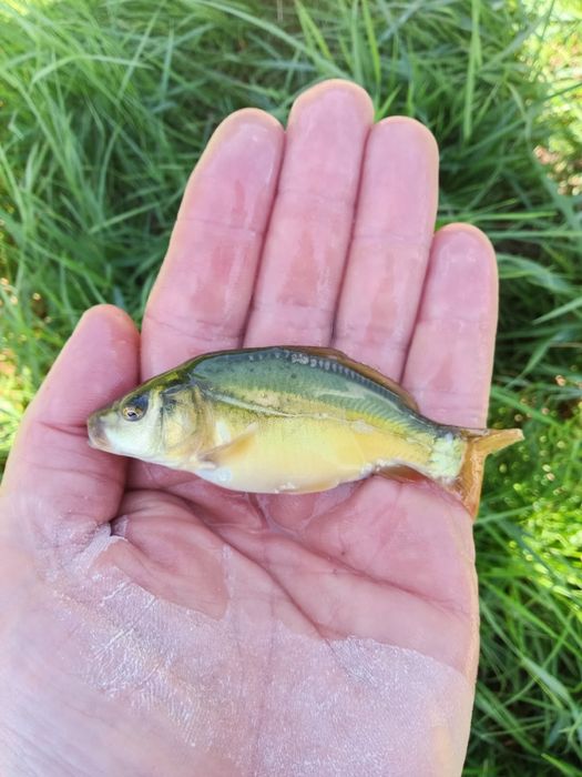 Karp   Narybek   Karp Narybek