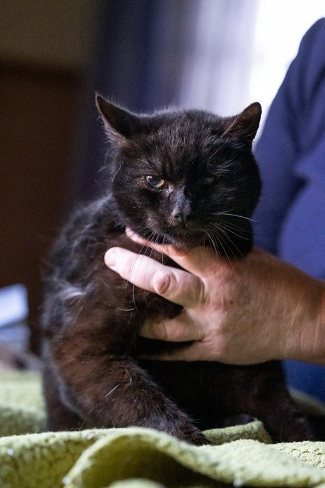 Kocur Misiek do adopcji