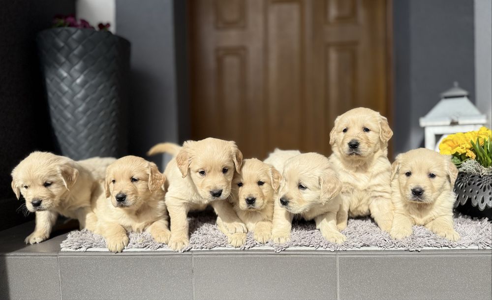 Golden Retriever ~ gotowe do rezerwacji ~