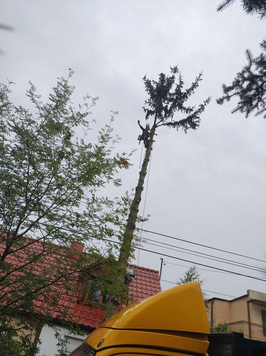 Wycinka Drzew Wywóz Gałęzi