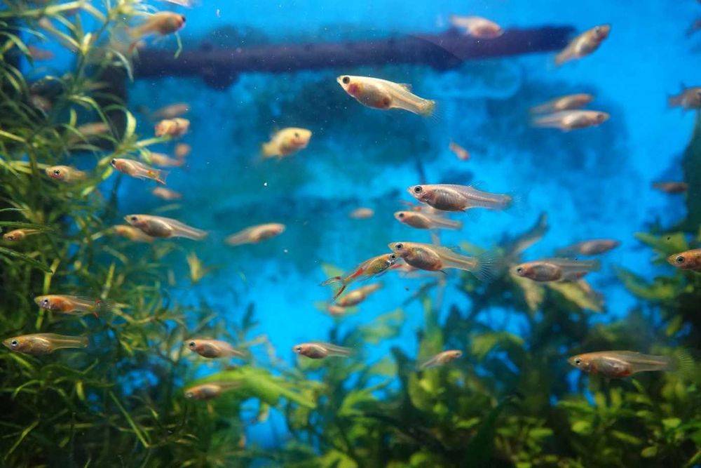 Piękne rasowe Gupiki Endlera Gold (Złote) mały harem 1+2 wysyłka