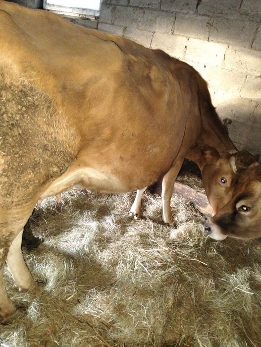 Корова корівка..