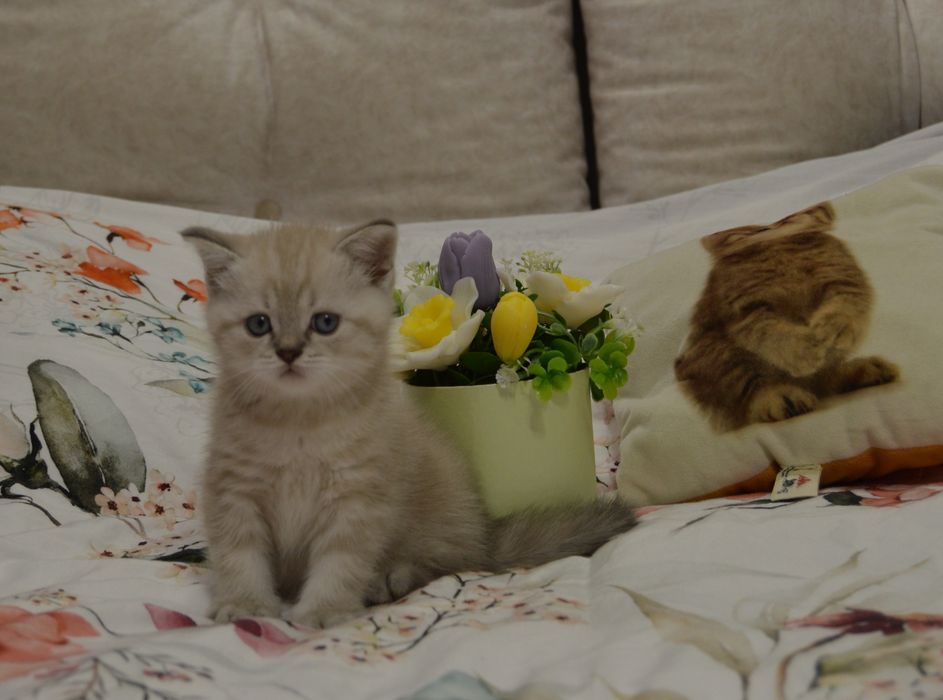 Котята шотландські