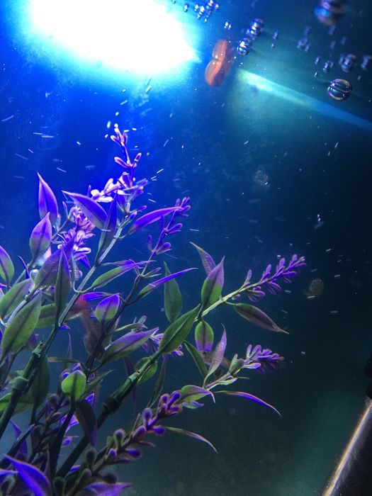 Акваріумні равлики