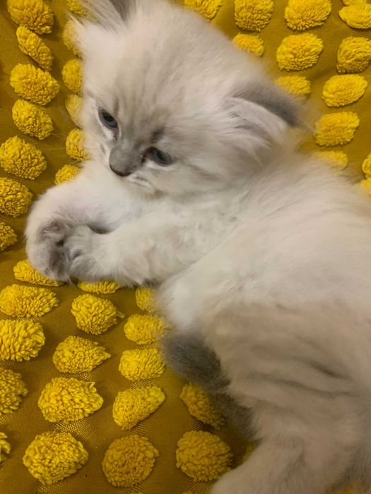 Kocurek Neva Masquarade