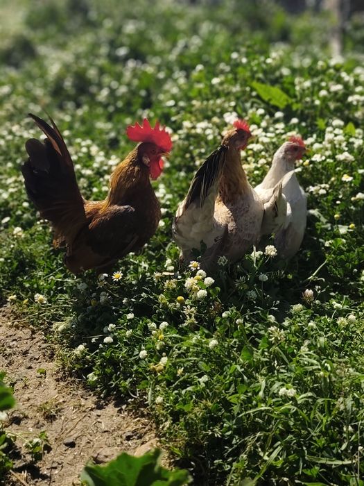 Ovos Marans e Seramas incubação