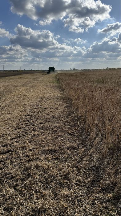 Насіння сої Гмо  100 днів