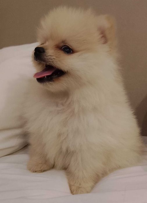 Vendo Spitz alemão pequeno