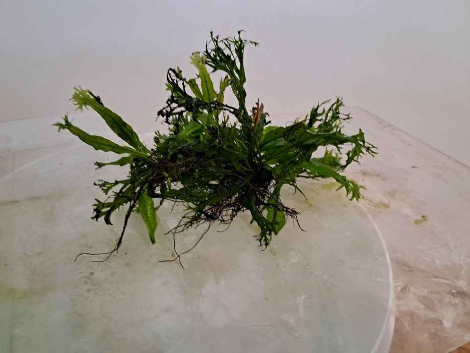 Microsorium do akwarium