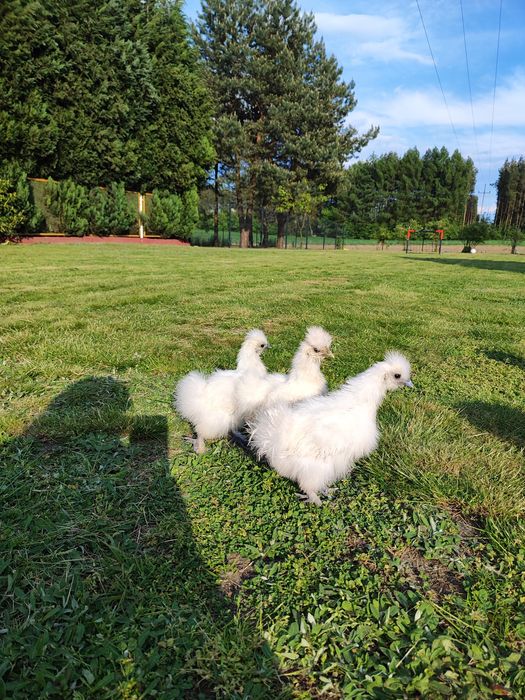 Sprzedam obornik kurzy