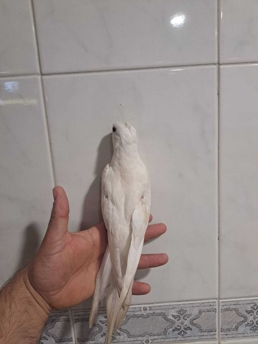 Caturra criada mão