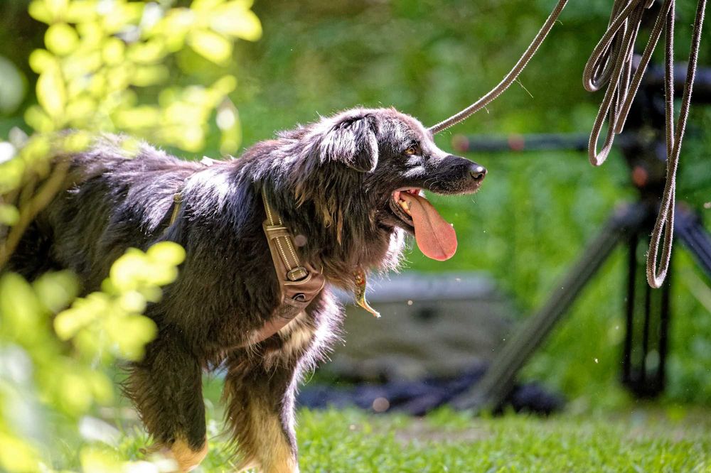 Corso- adoptuj a twój świat będzie piękniejszy [FILM]