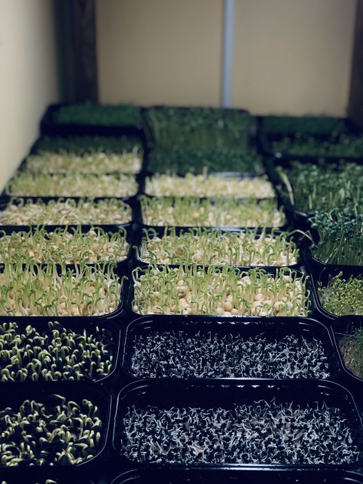 Мікрозелень-свіжий базилік