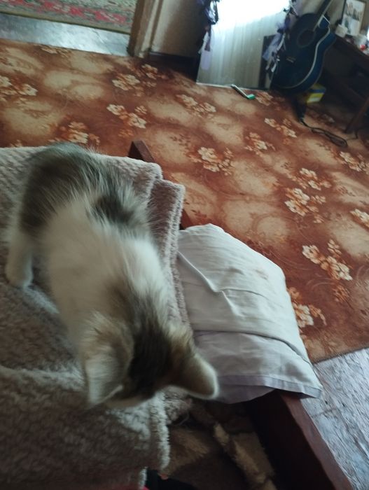 Отдам котика в добрые руки, Ромны
