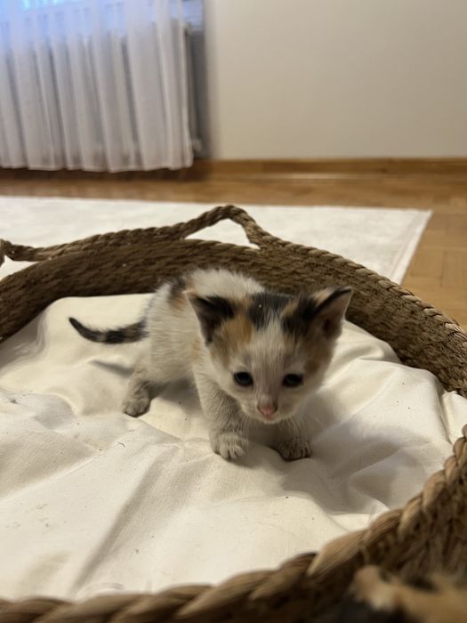 Віддам кошеня в добрі руки