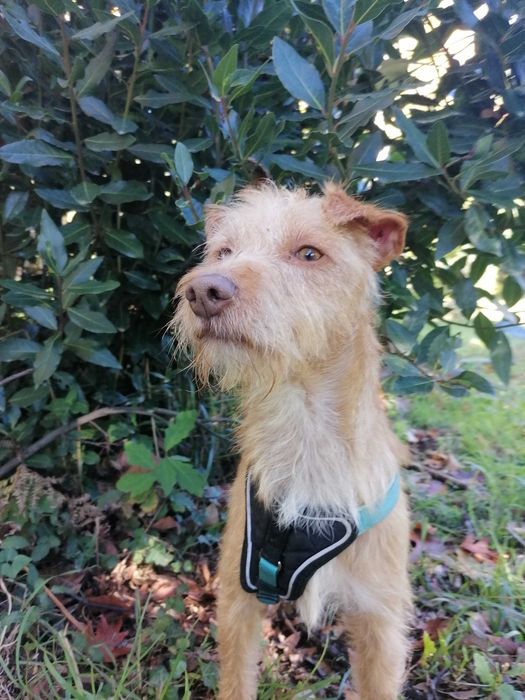 Ricky- cão para adoção responsável