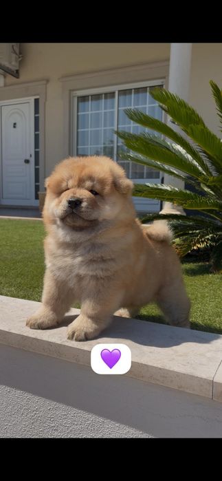 Magnífica chow chow fêmea
