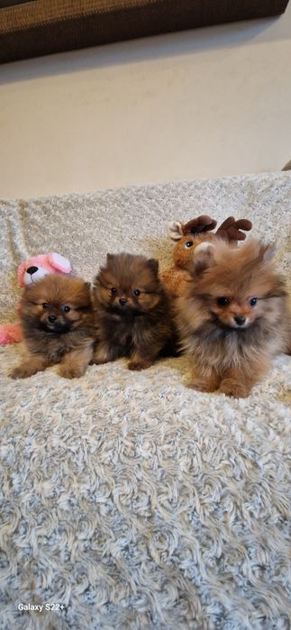 Szpic pomeranian chłopak rudy