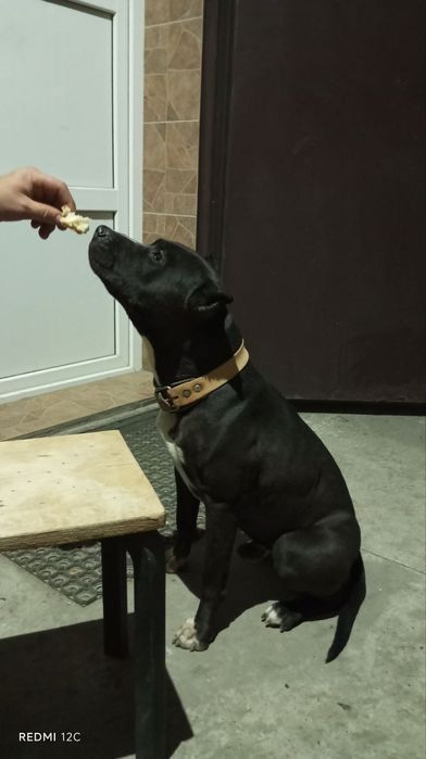 Стаффорд в хорошие руки бесплатно