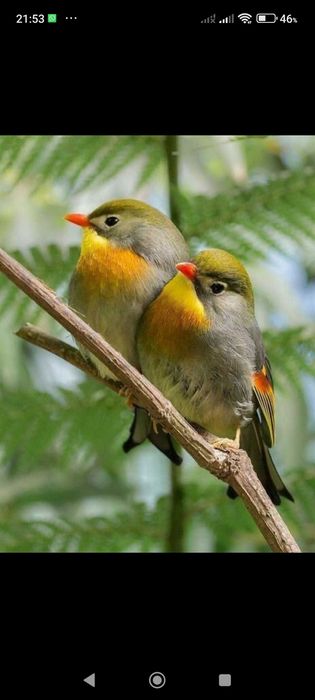 Canários lindos pássaros para despachar