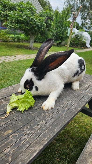 Samica czarno biała srokacz niemiecki