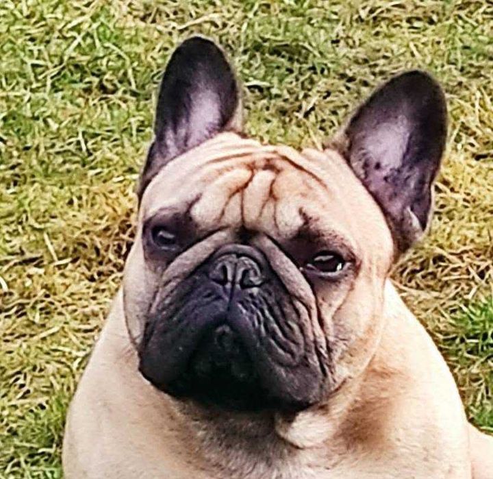 Buldog Francuski