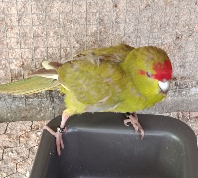 Agapornis Roseicoles e Kakarikis