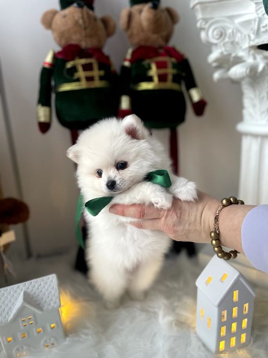 Обіймай і не відпускай  чарівні Померанські шпіци тут!