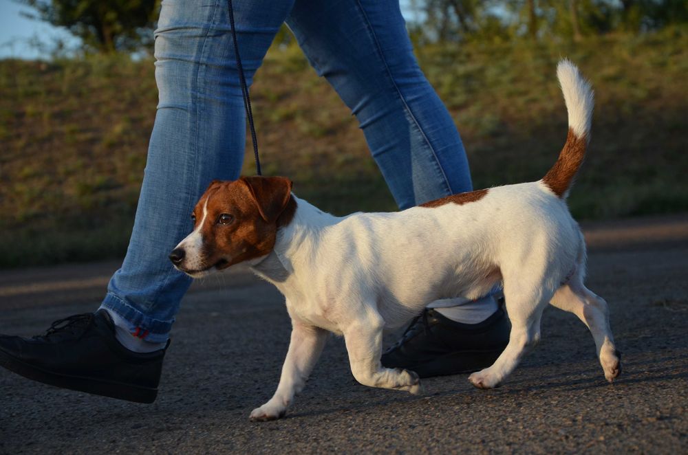 Джек Рассел Тер'єр. В'язка.