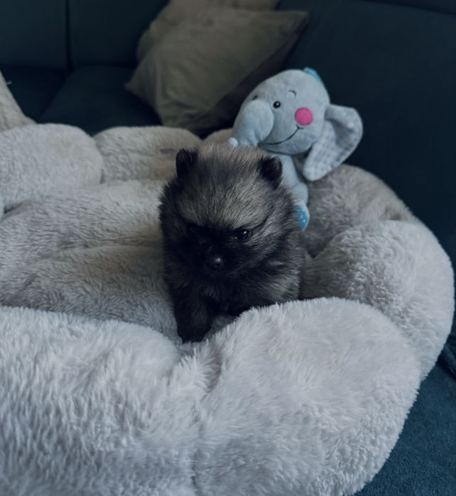 **Mija**Szpic miniaturowy, pomeranian, malutka sunia